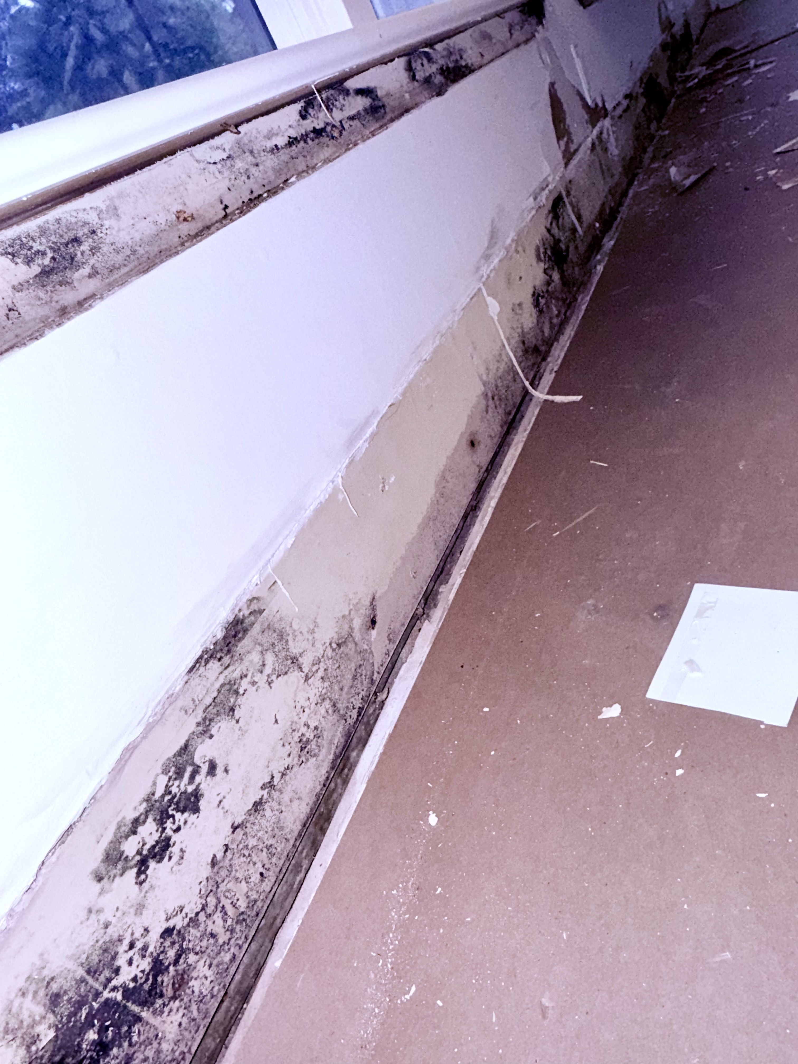 Mold After Water Leak service visual