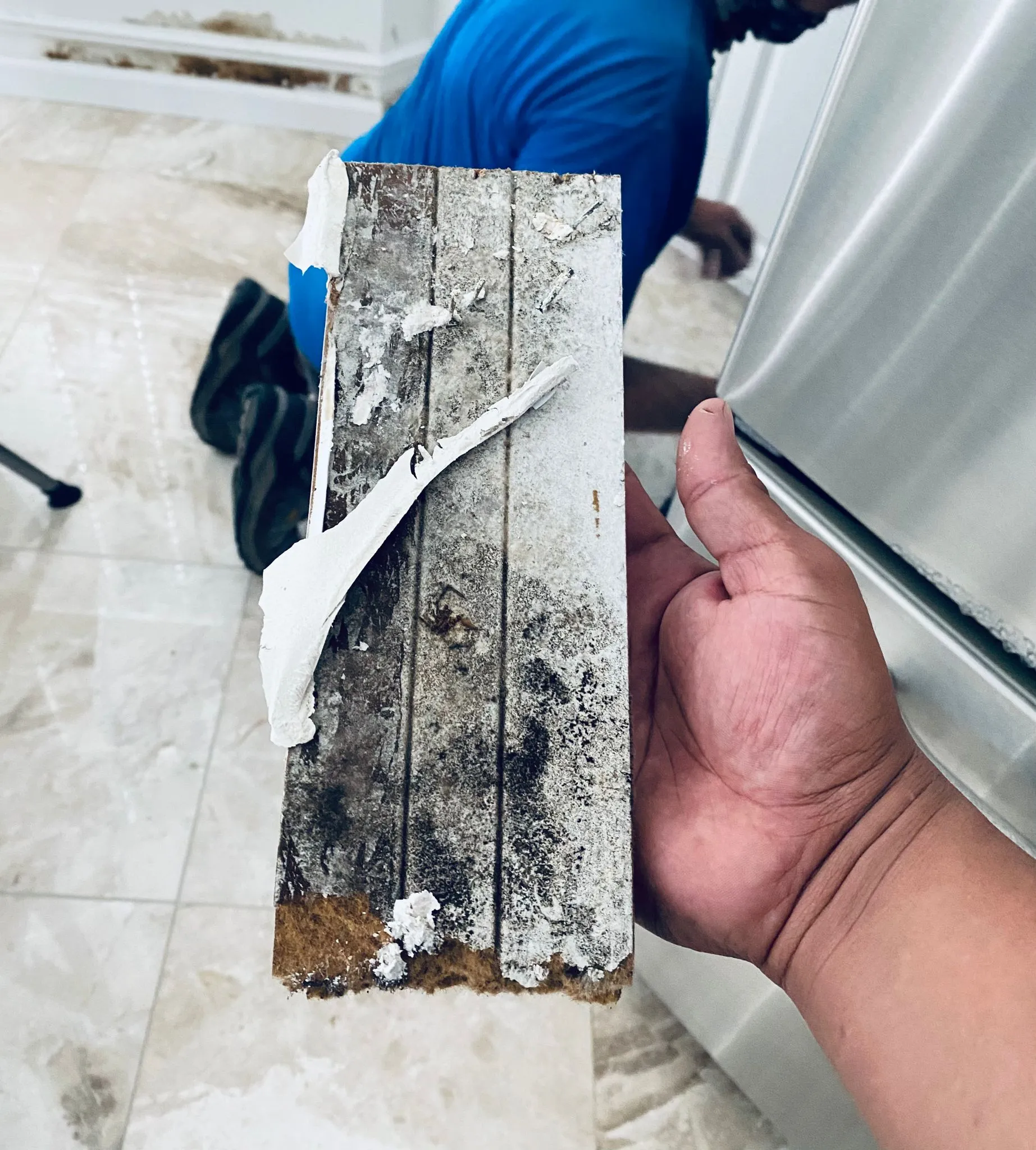 Mold Remediation service visual