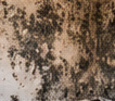 mold remediation: Before, from the supplied visual reference