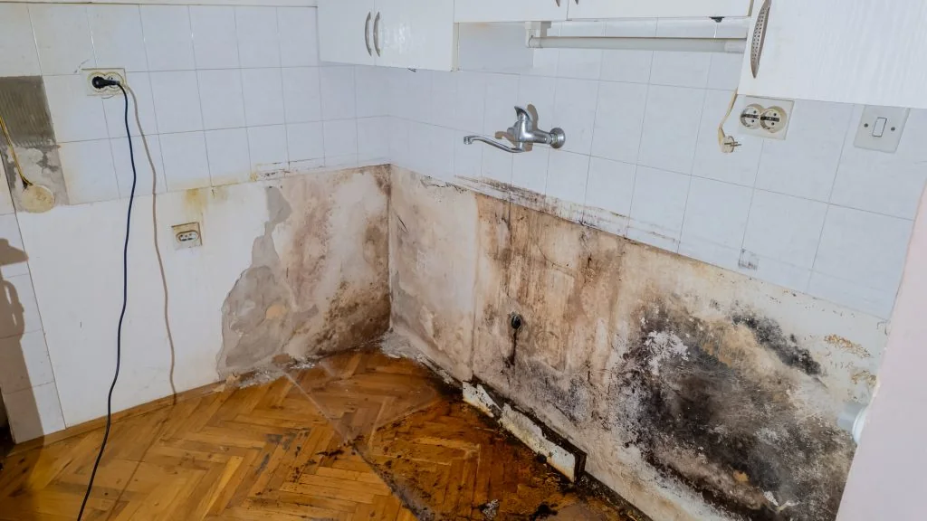 Visible moisture-related growth along the walls of a damaged room